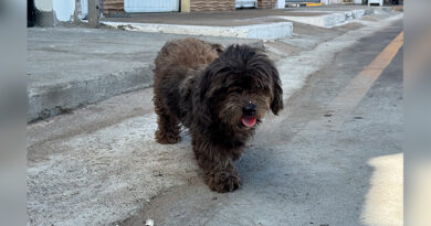 Guarda Municipal orienta sobre denúncias de maus-tratos a animais em Imperatriz