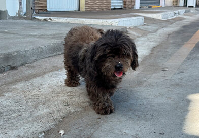 Guarda Municipal orienta sobre denúncias de maus-tratos a animais em Imperatriz