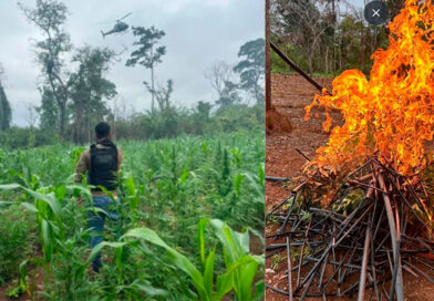 Polícia destrói 10 mil pés de maconha e prende homem em Grajaú